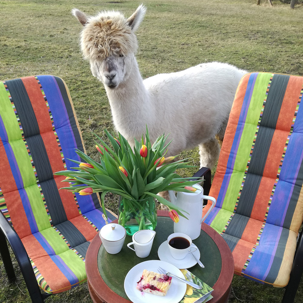 Picknick auf der Alpaka Wiese | Alpaka-Wandern.de