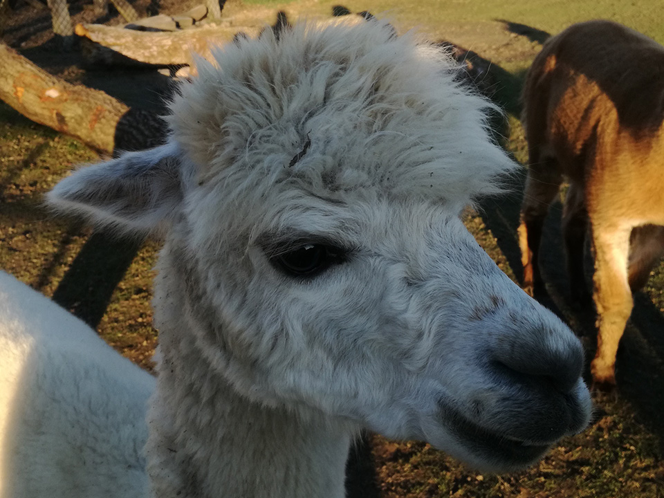 Alpaka "Chico" | Alpaka-Wandern.de