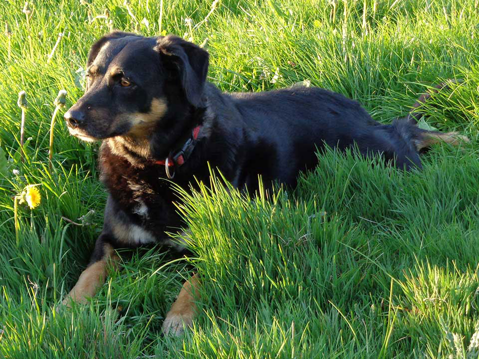 Hofhund "Dana" | Alpaka-Wandern.de