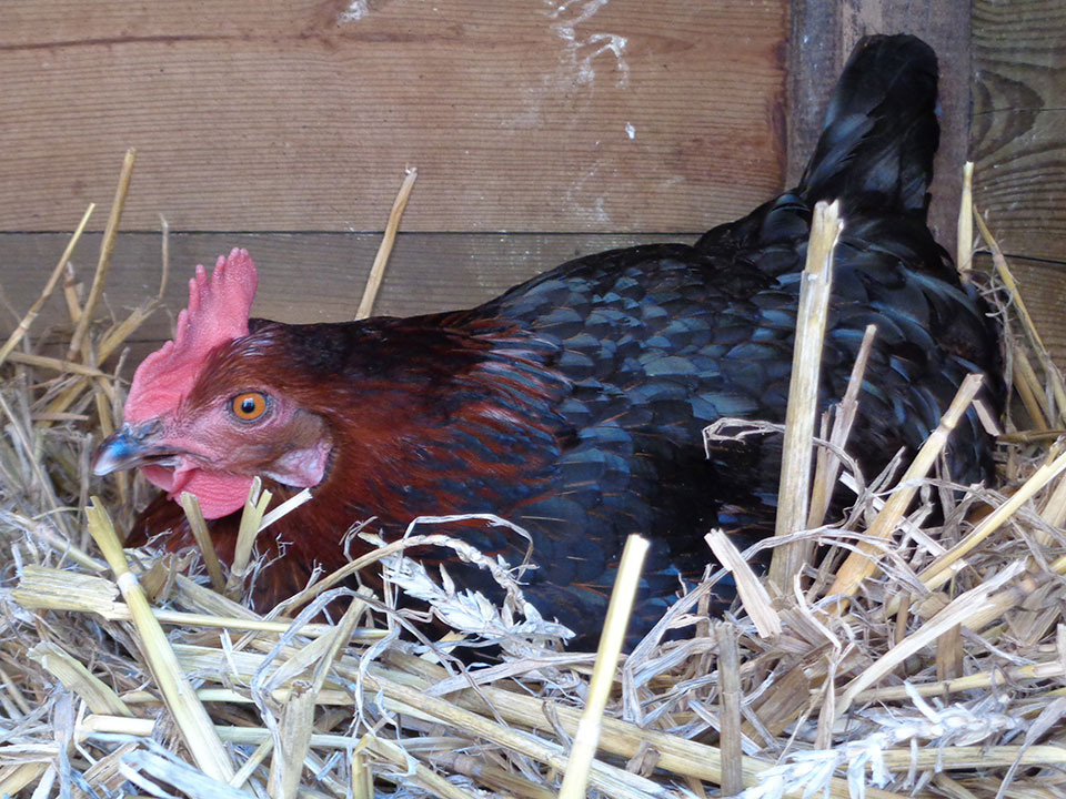 Huhn (Glucke) beim brüten| Alpaka-Wandern.de