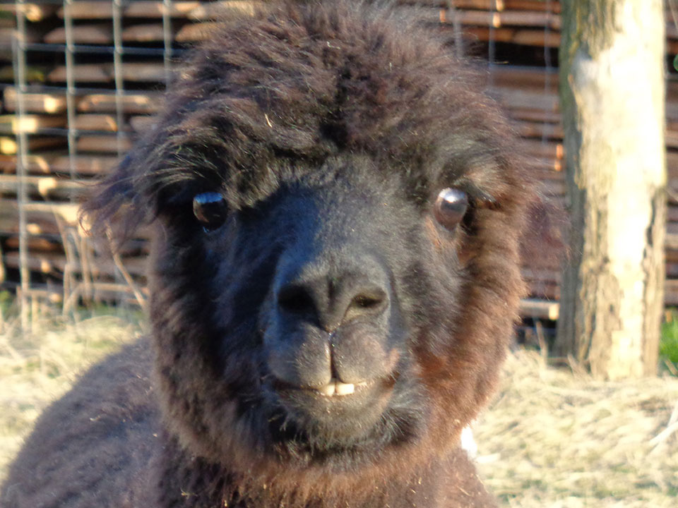 Alpaka "Norbert" | Alpaka-Wandern.de