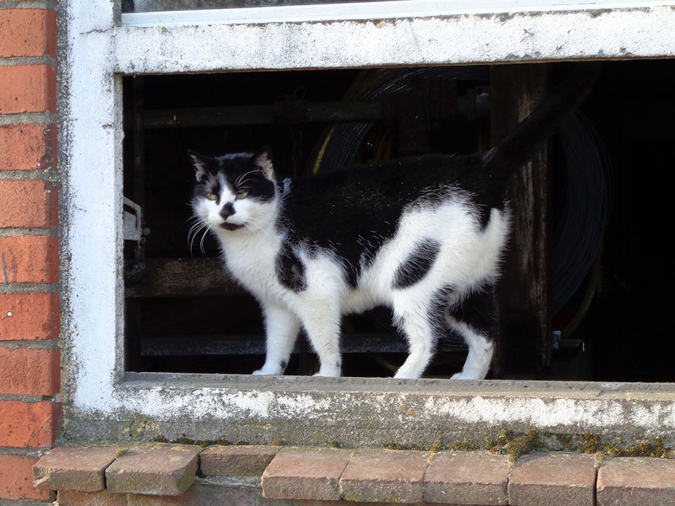 Katze "Pünktchen" | Alpaka-Wandern.de
