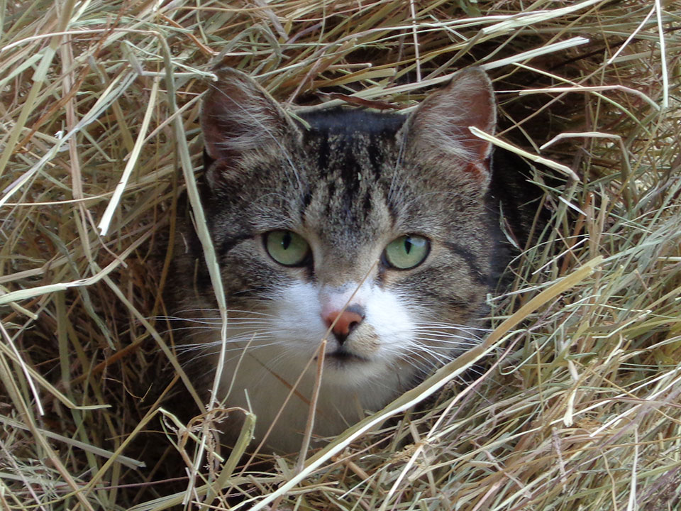 Katze "Tieger" | Alpaka-Wandern.de